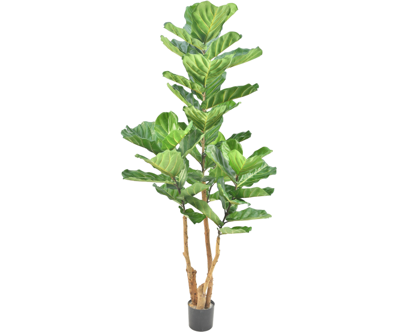 VIJG I/POT GROEN  190 cm