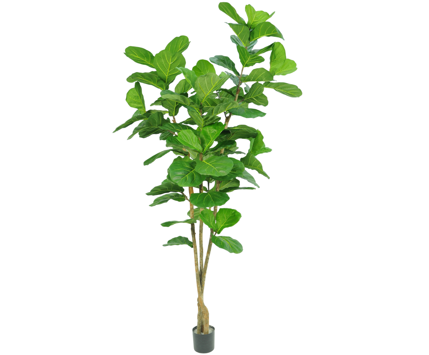 VIJG I/POT GROEN  182 cm