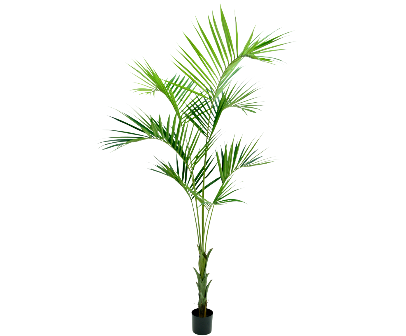 PALM KENTIA GROEN  250 cm