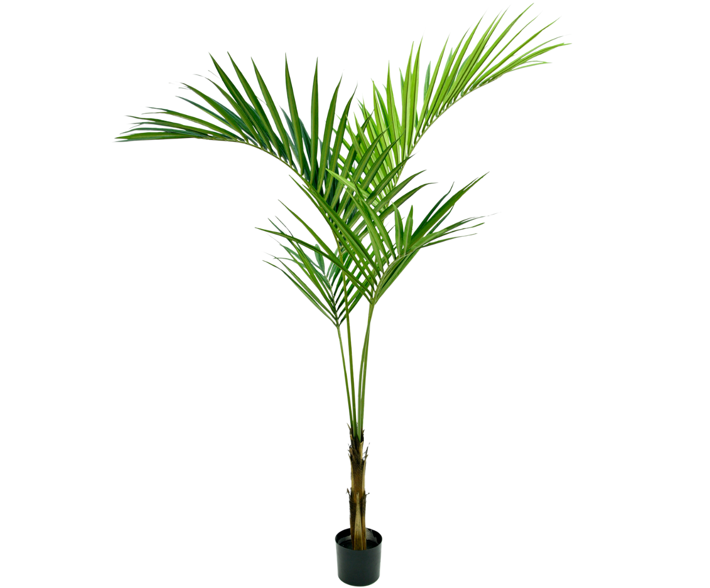 PALM KENTIA GROEN  180 cm