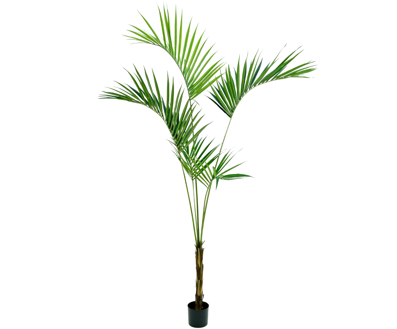 PALM KENTIA GROEN  250 cm