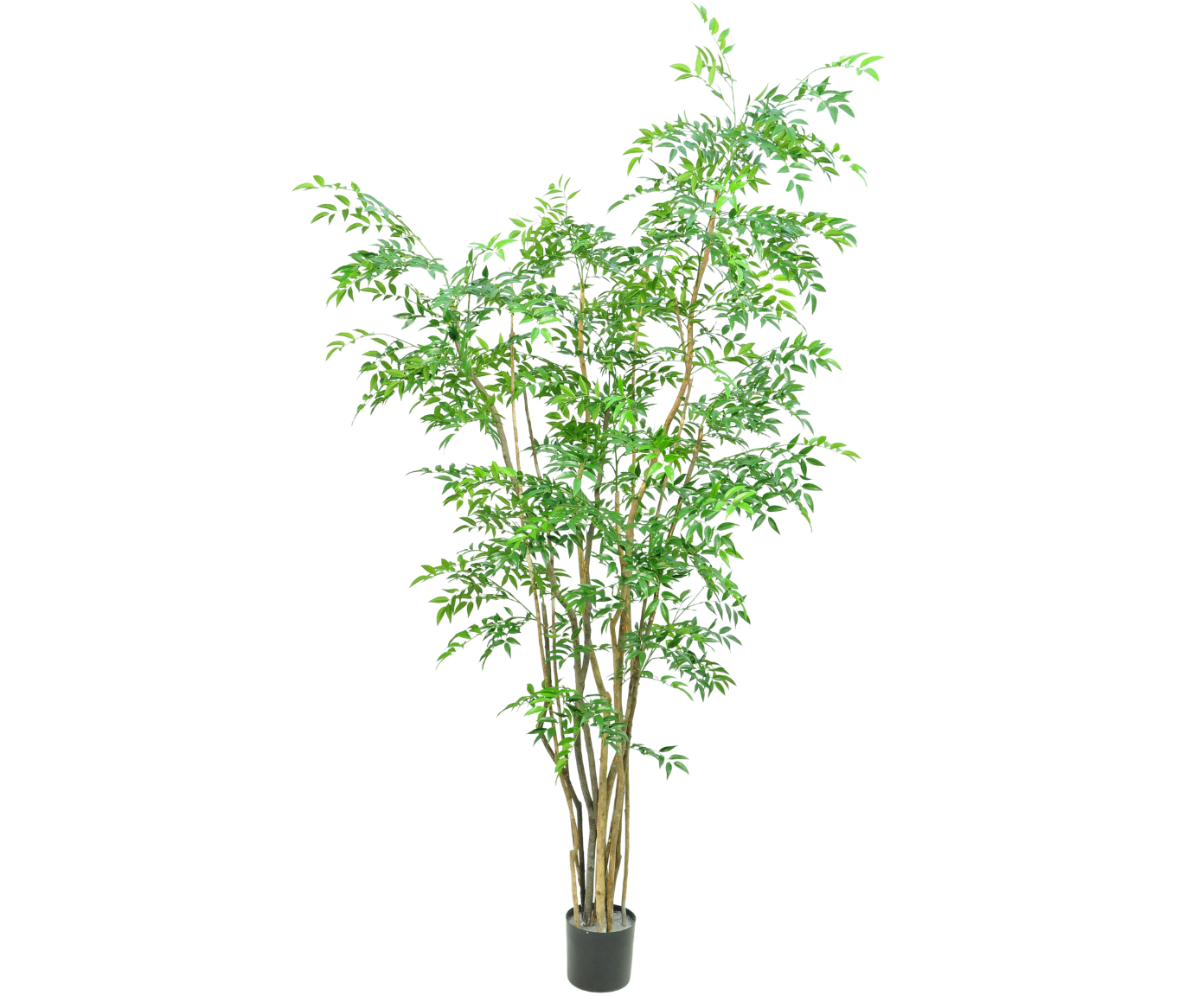 RUSCUS I/POT GROEN  213 cm