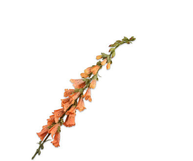 Losse zijdenbloem - Digitalis  Oranje - 91 cm