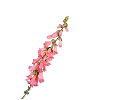 Losse zijdenbloem - Digitalis  Roze - 91 cm