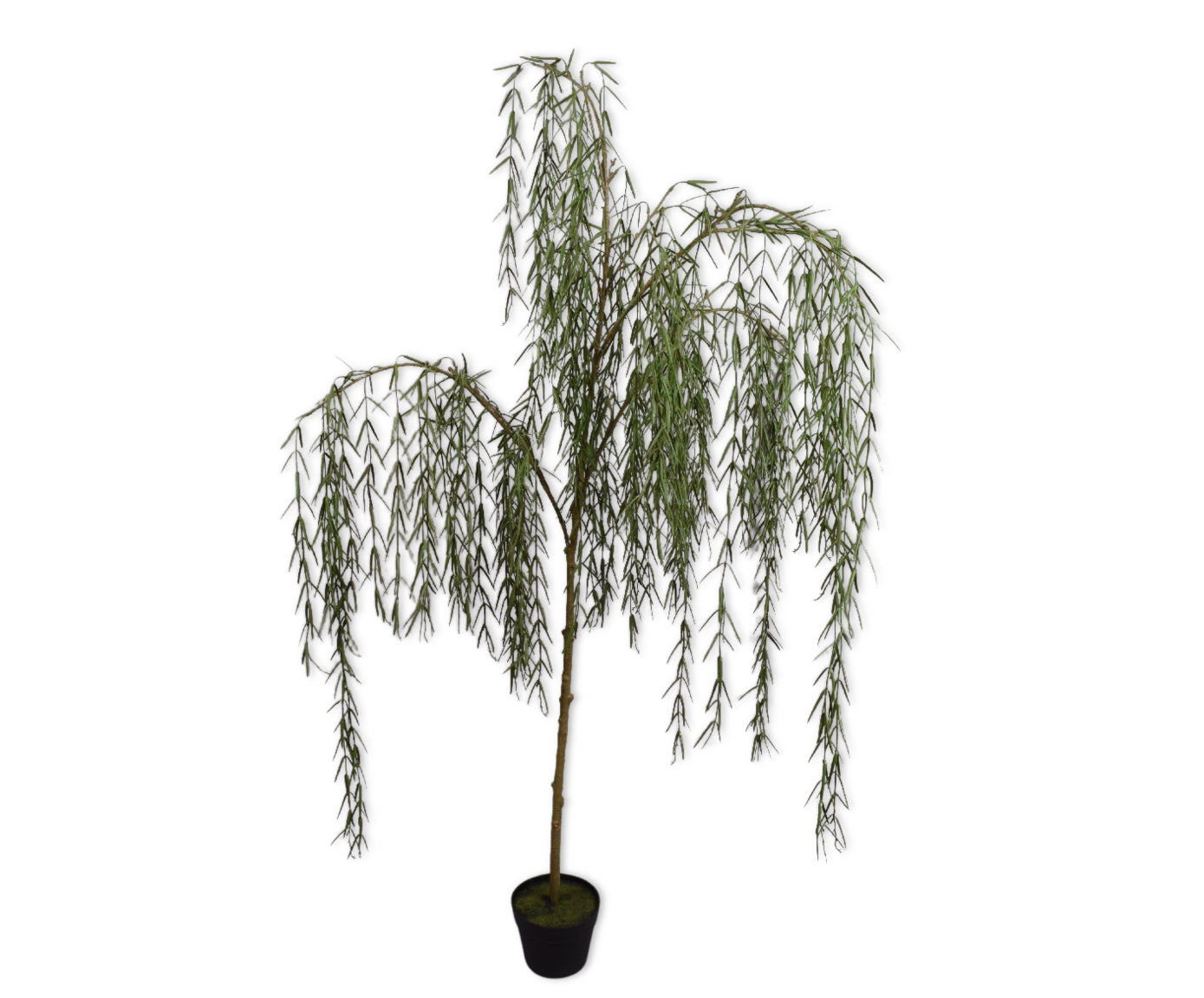 WILG I/POT GROEN  147 cm