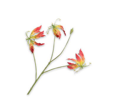 Losse zijdenbloem - Gloriosa  Rd/Gl - 70 cm