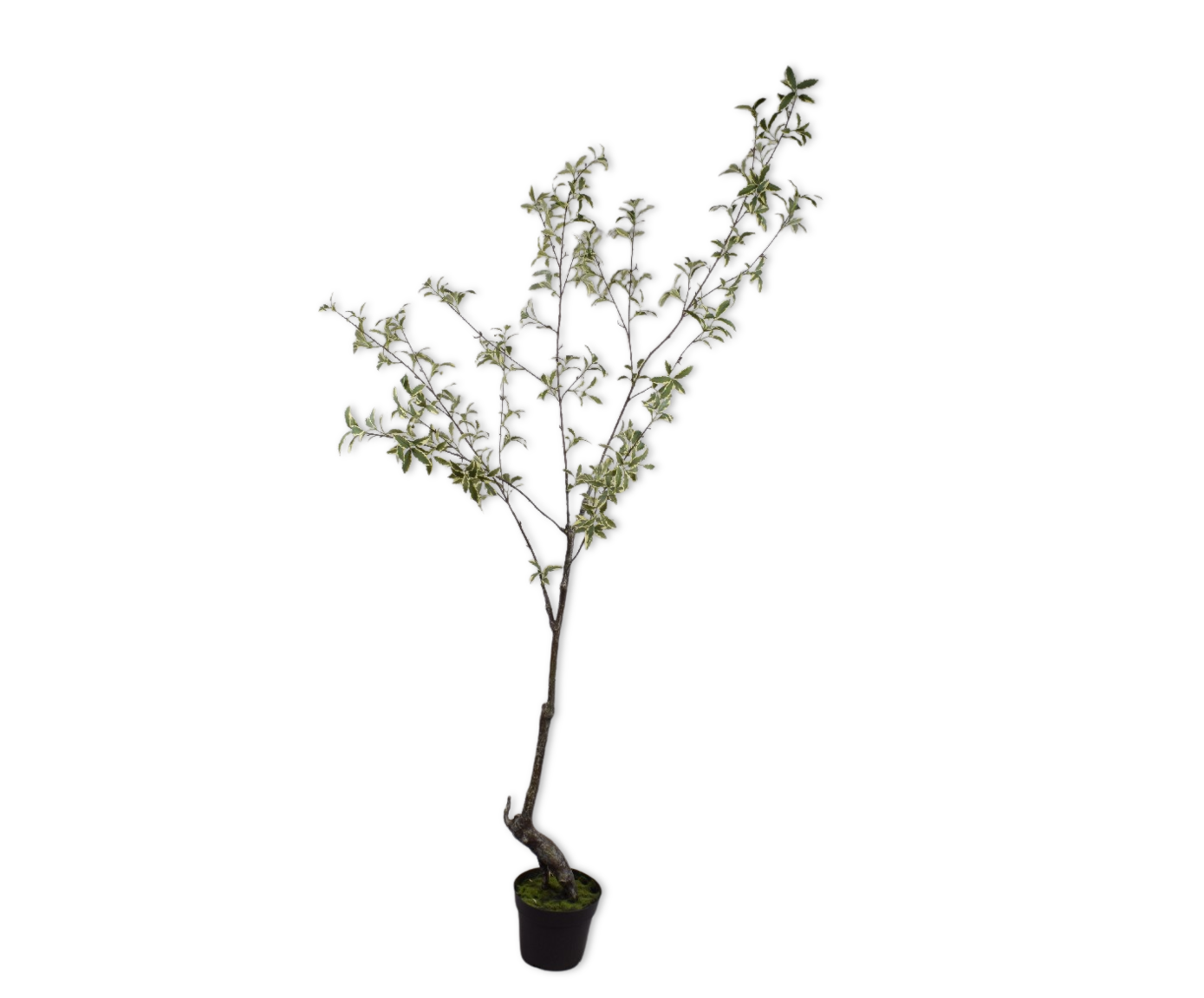 BUCIDA I/POT GL/GRN  190 cm (set of 2)