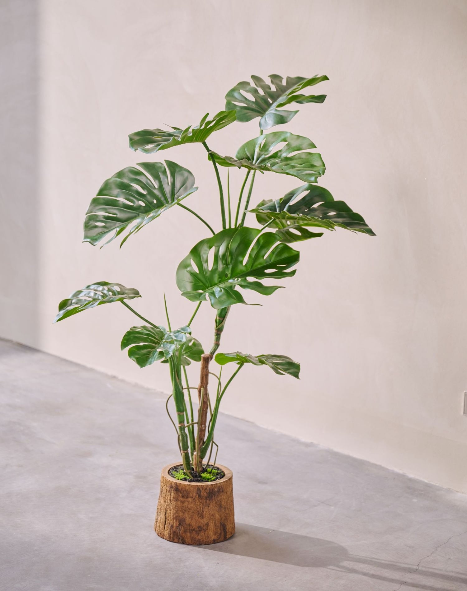MONSTERA I/POT GROEN  120 cm