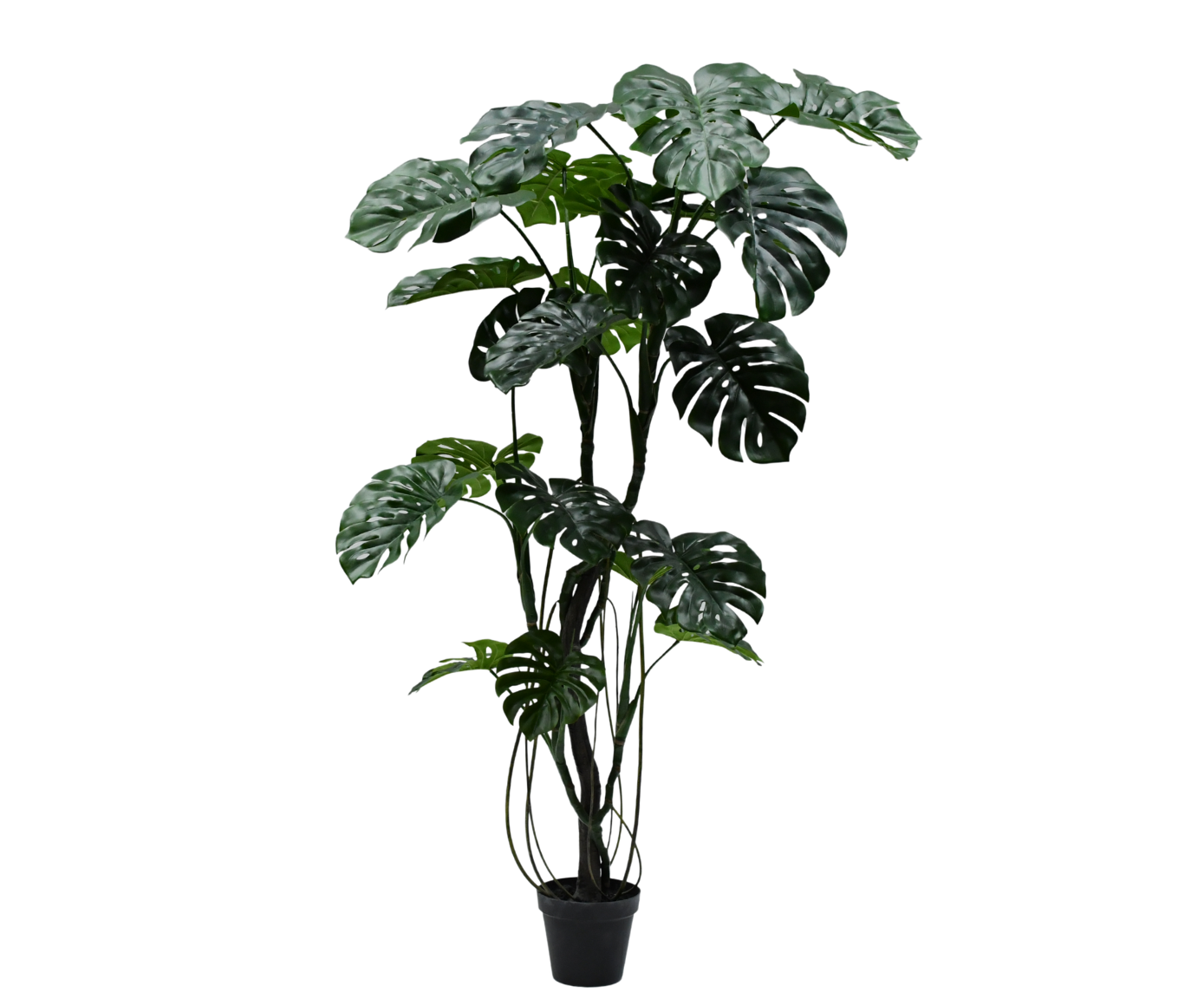 MONSTERA I/POT GROEN  210 cm