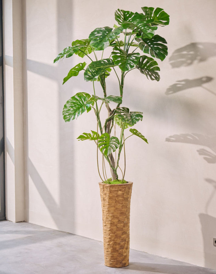 MONSTERA I/POT GROEN  210 cm