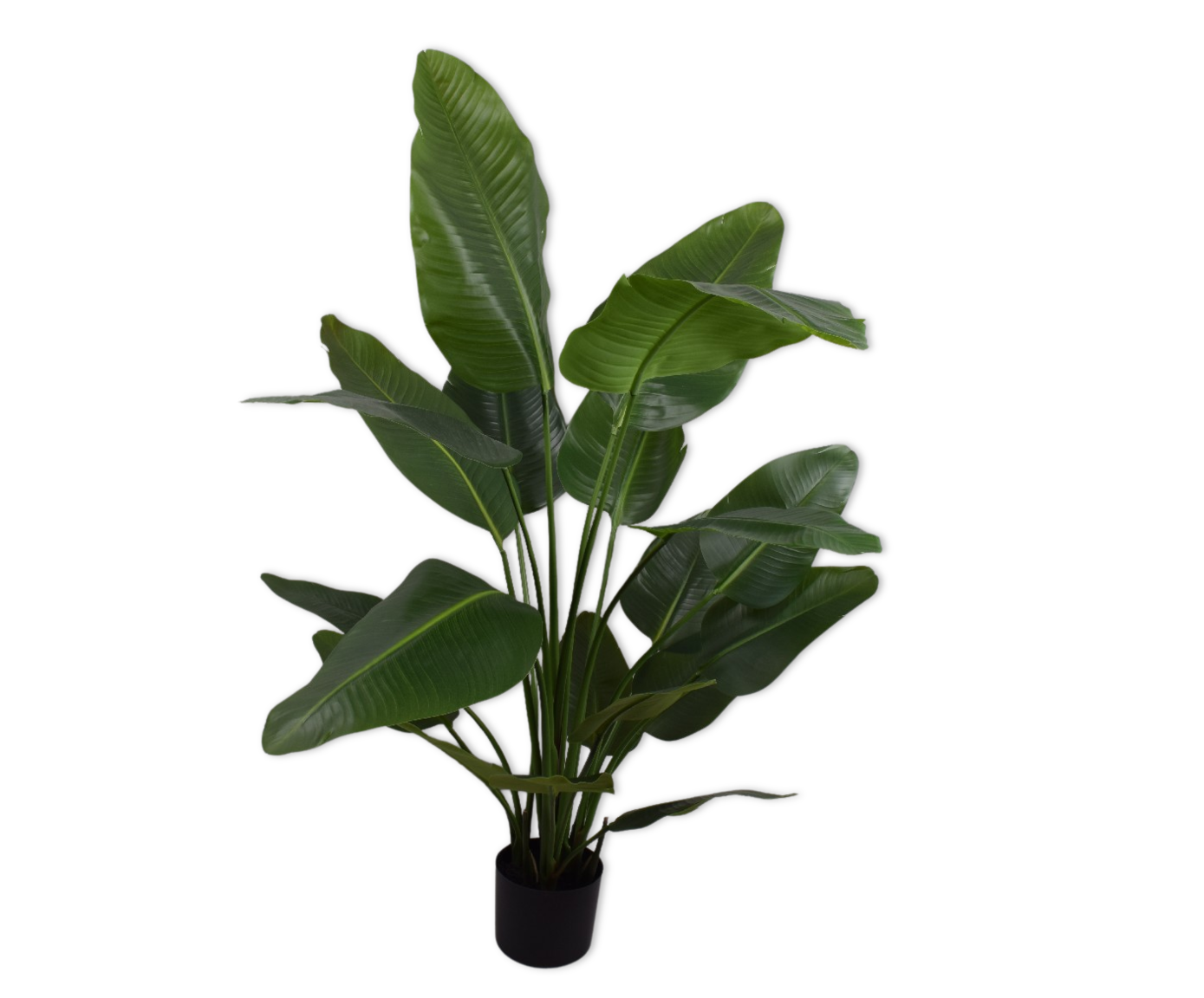 STRELITZIA I/POT GROEN  150 cm