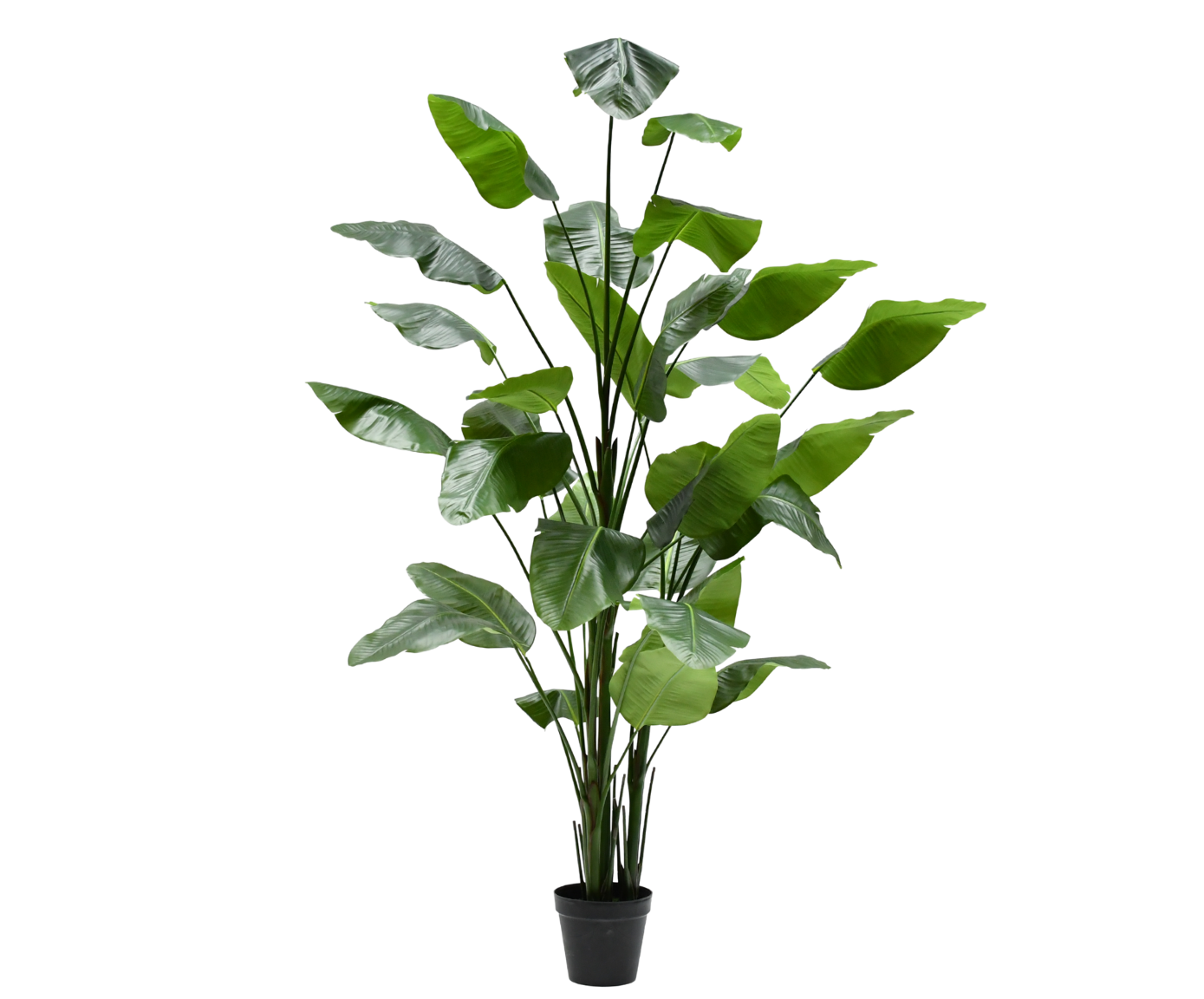 STRELITZIA I/POT GROEN  300 cm