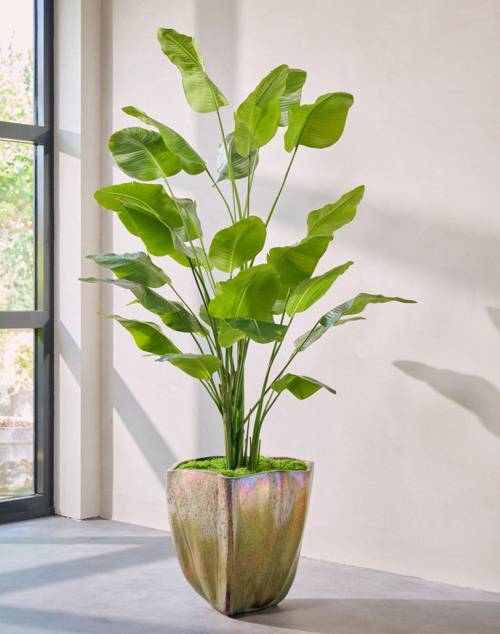 STRELITZIA I/POT GROEN  300 cm