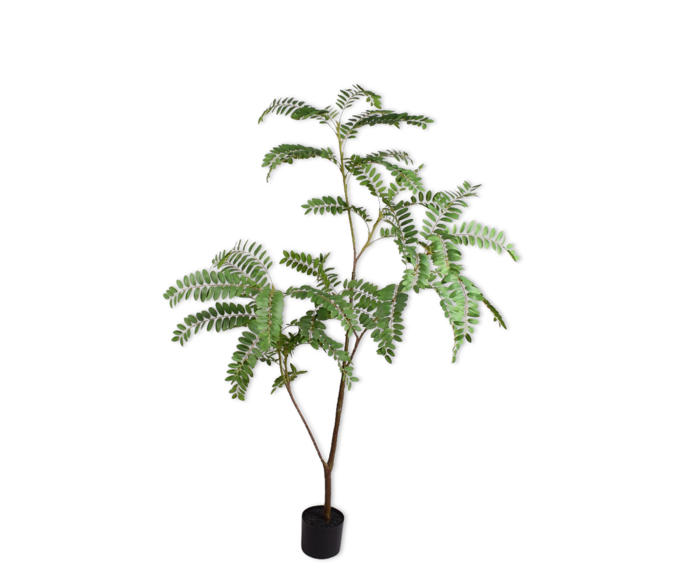 MIMOSA I/POT GROEN  150 cm