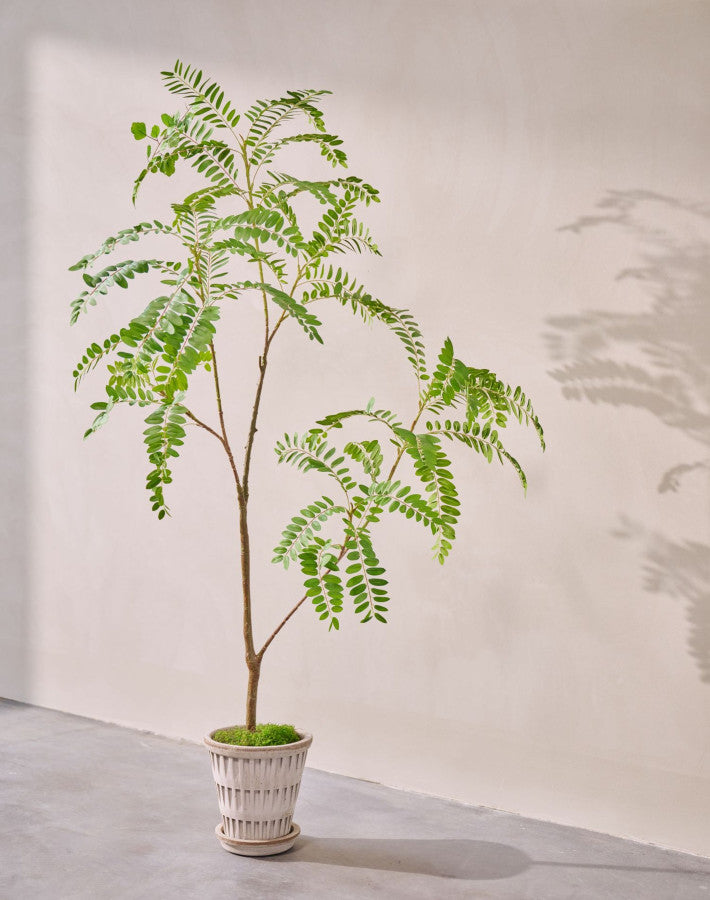 MIMOSA I/POT GROEN  150 cm
