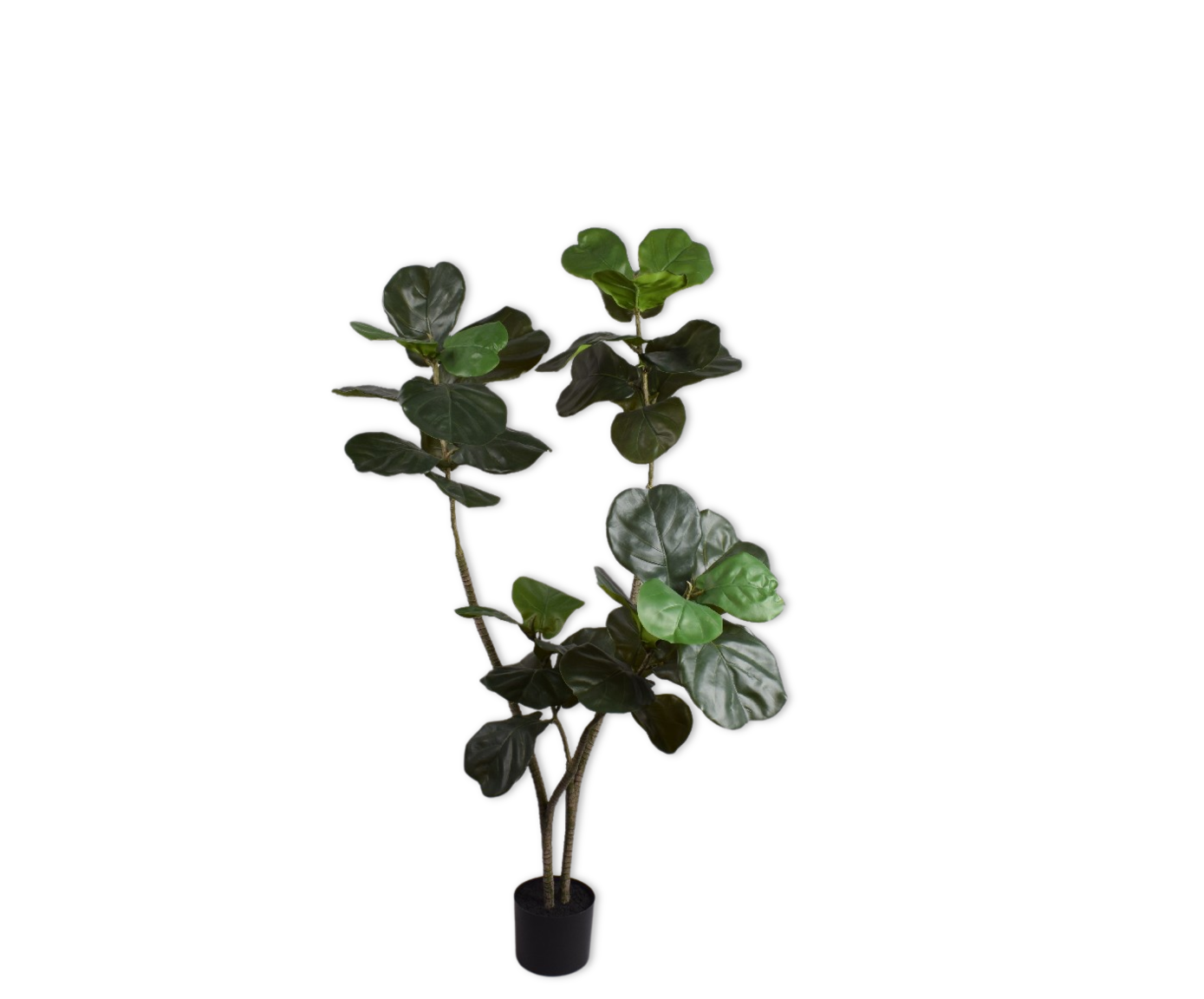 FICUS I/POT GROEN  150 cm
