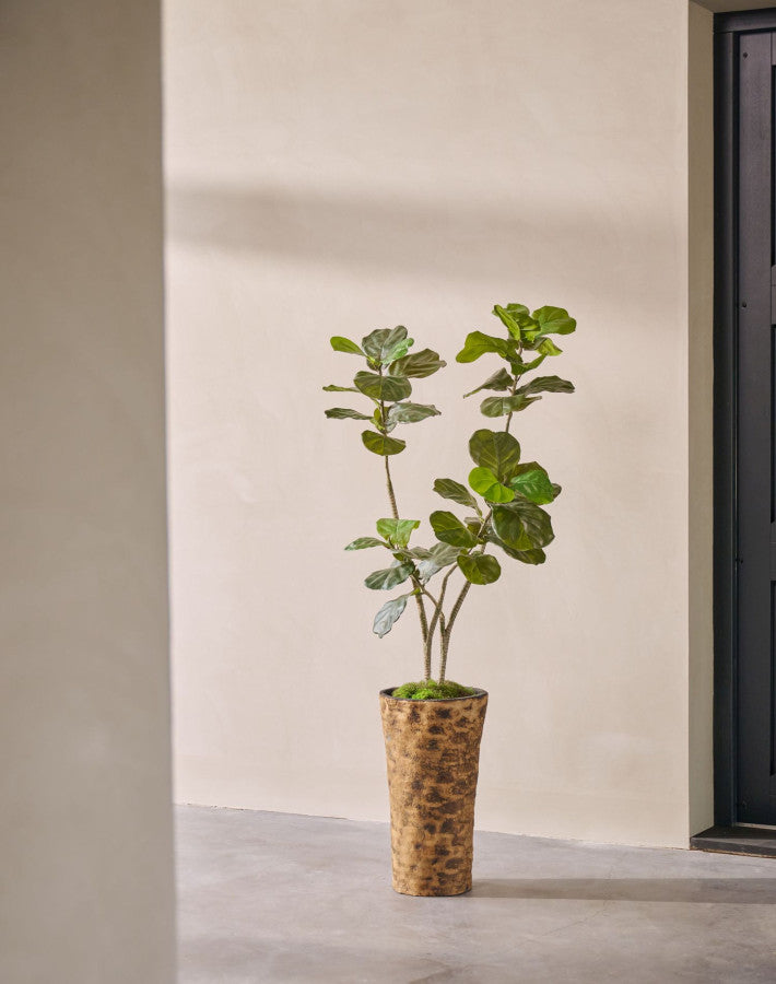 FICUS I/POT GROEN  150 cm