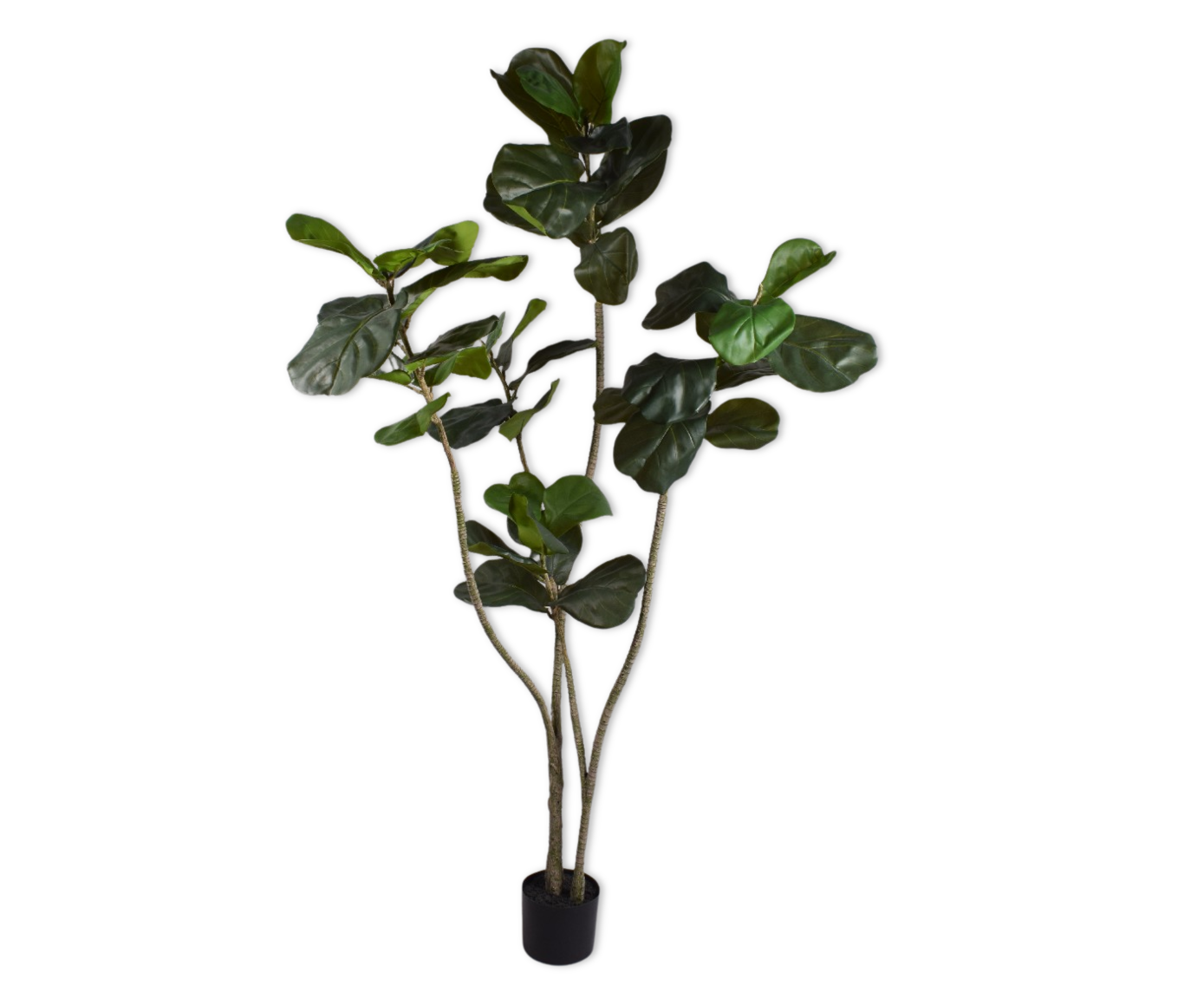 FICUS I/POT GROEN  180 cm