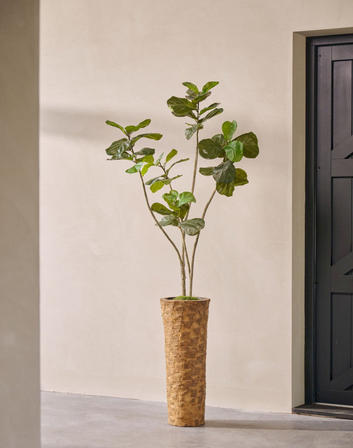 FICUS I/POT GROEN  180 cm