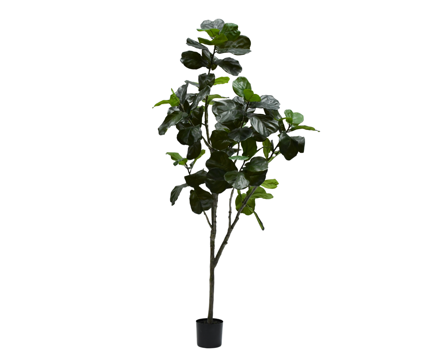 FICUS I/POT GROEN  230 cm