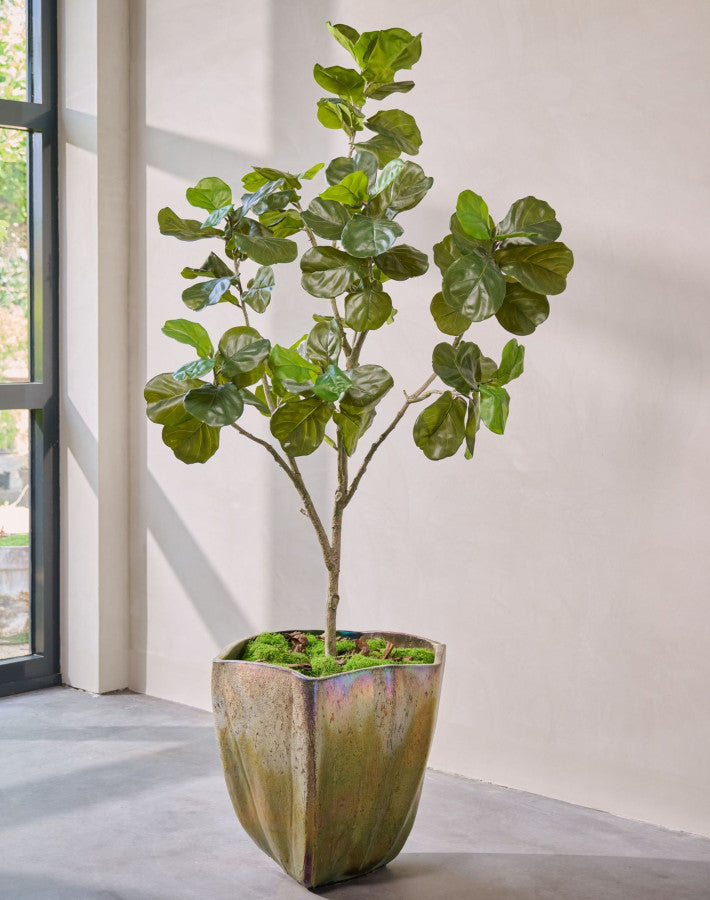 FICUS I/POT GROEN  230 cm
