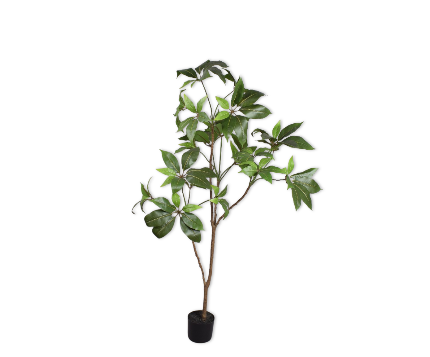 SCHEFFLERA I/POT GROEN  150 cm