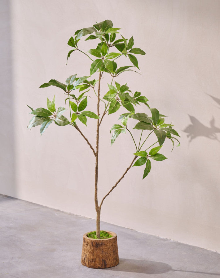 SCHEFFLERA I/POT GROEN  150 cm