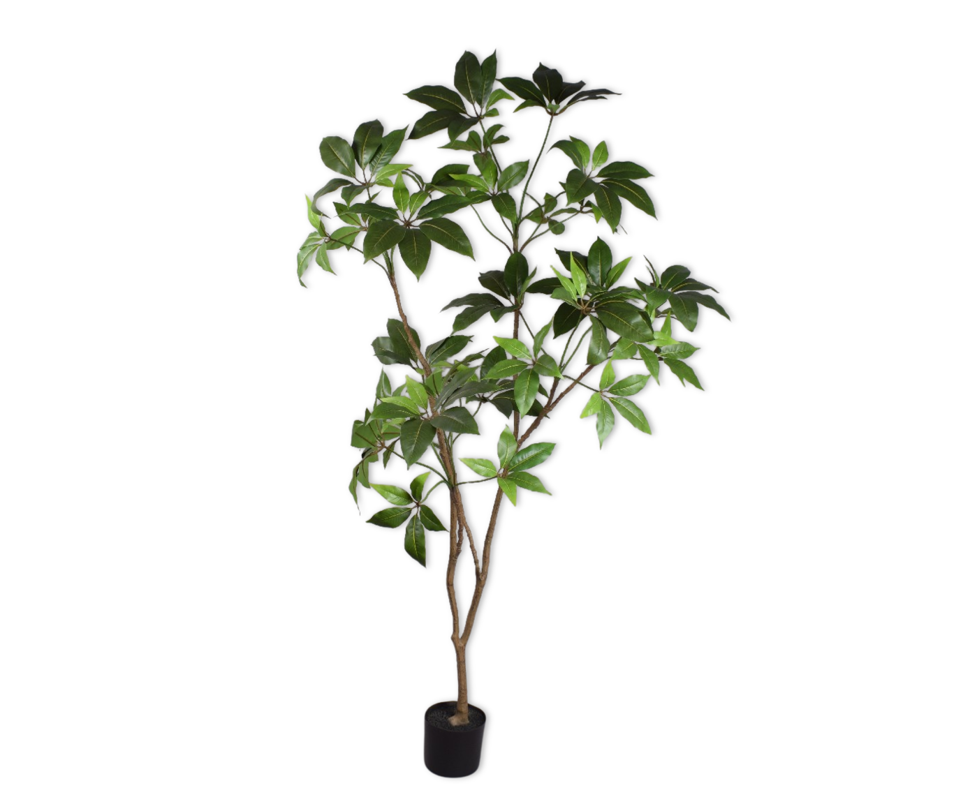 SCHEFFLERA I/POT GROEN  180 cm