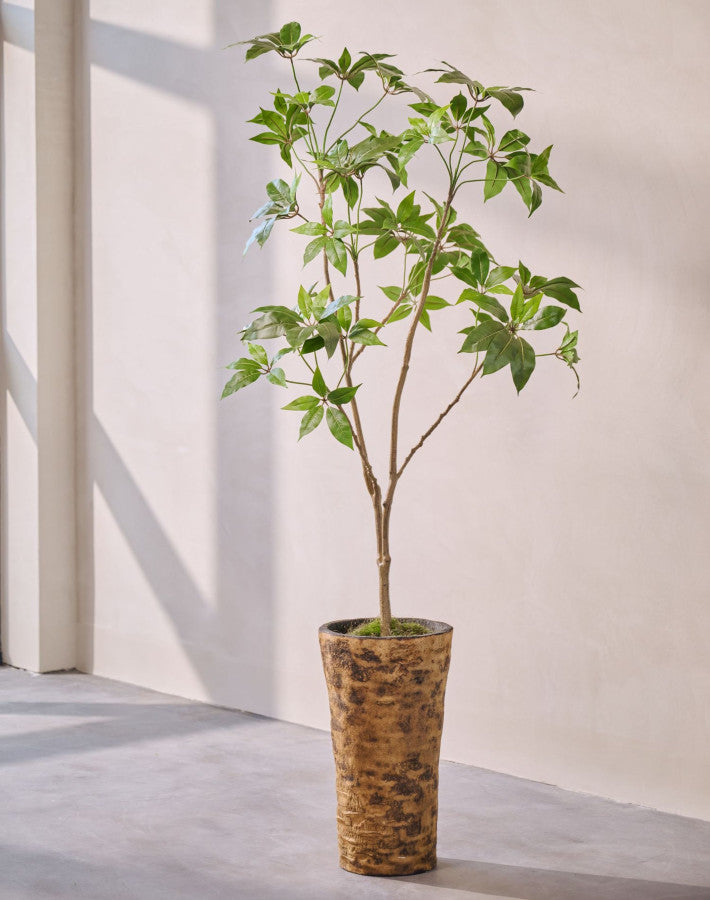 SCHEFFLERA I/POT GROEN  180 cm