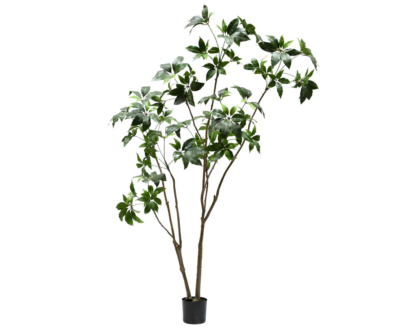 SCHEFFLERA I/POT GROEN  240 cm