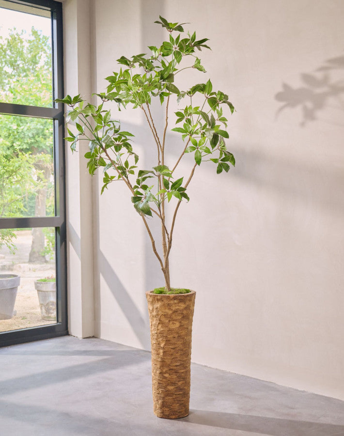 SCHEFFLERA I/POT GROEN  240 cm