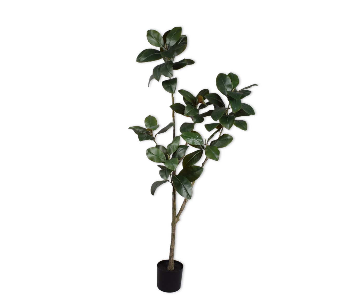 FICUS I/POT GROEN  200 cm