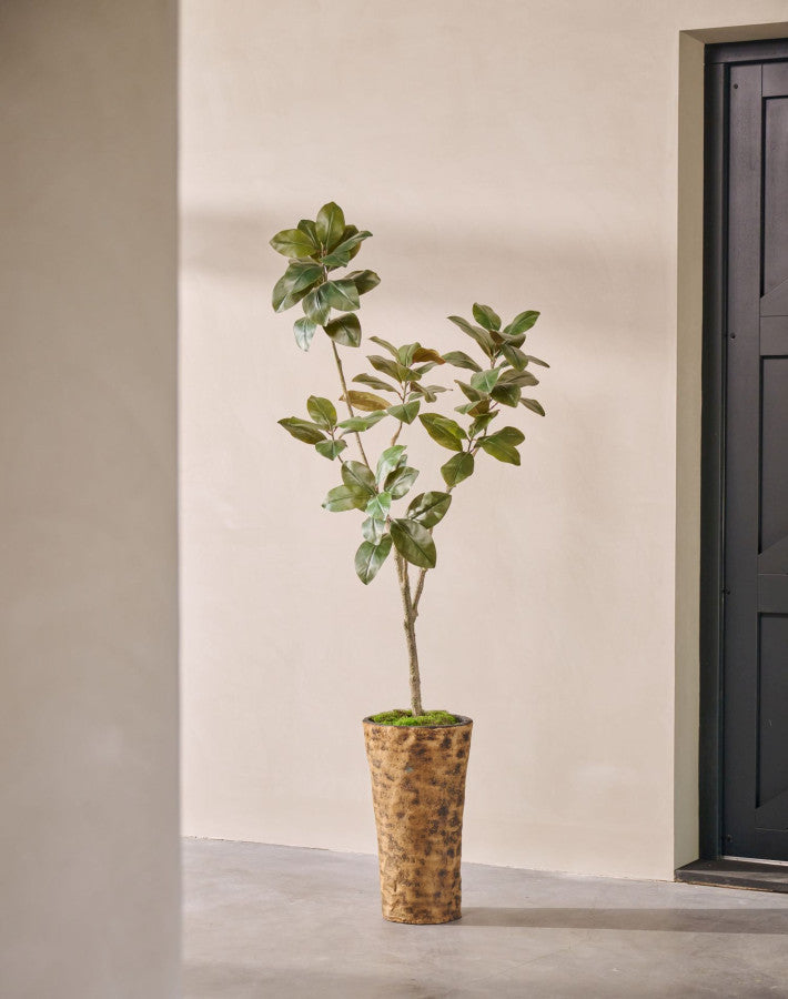 FICUS I/POT GROEN  200 cm