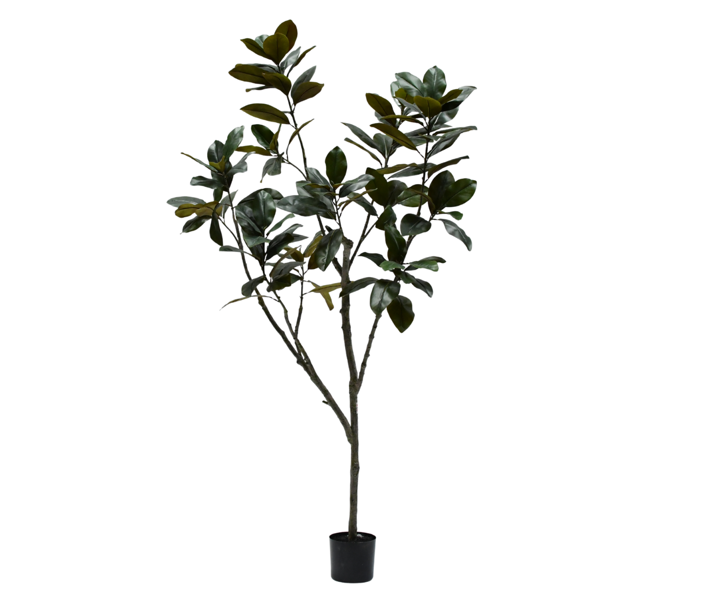 FICUS I/POT GROEN  230 cm