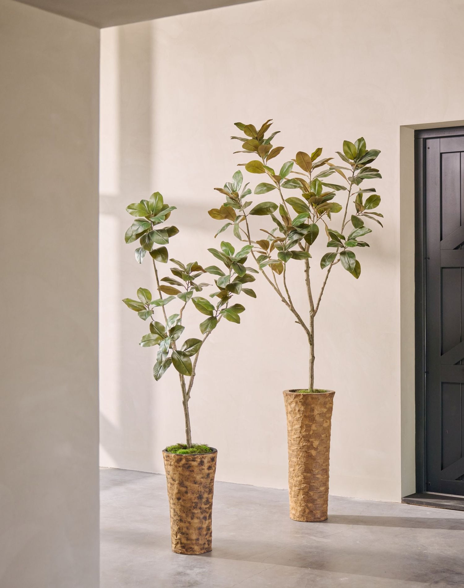 FICUS I/POT GROEN  230 cm