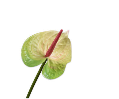 Losse zijdenbloem - Anthurium  Cr/Grn - 66 cm