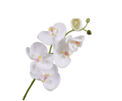 Losse zijdenbloem - Phalaenopsis  Wit Rt - 80 cm