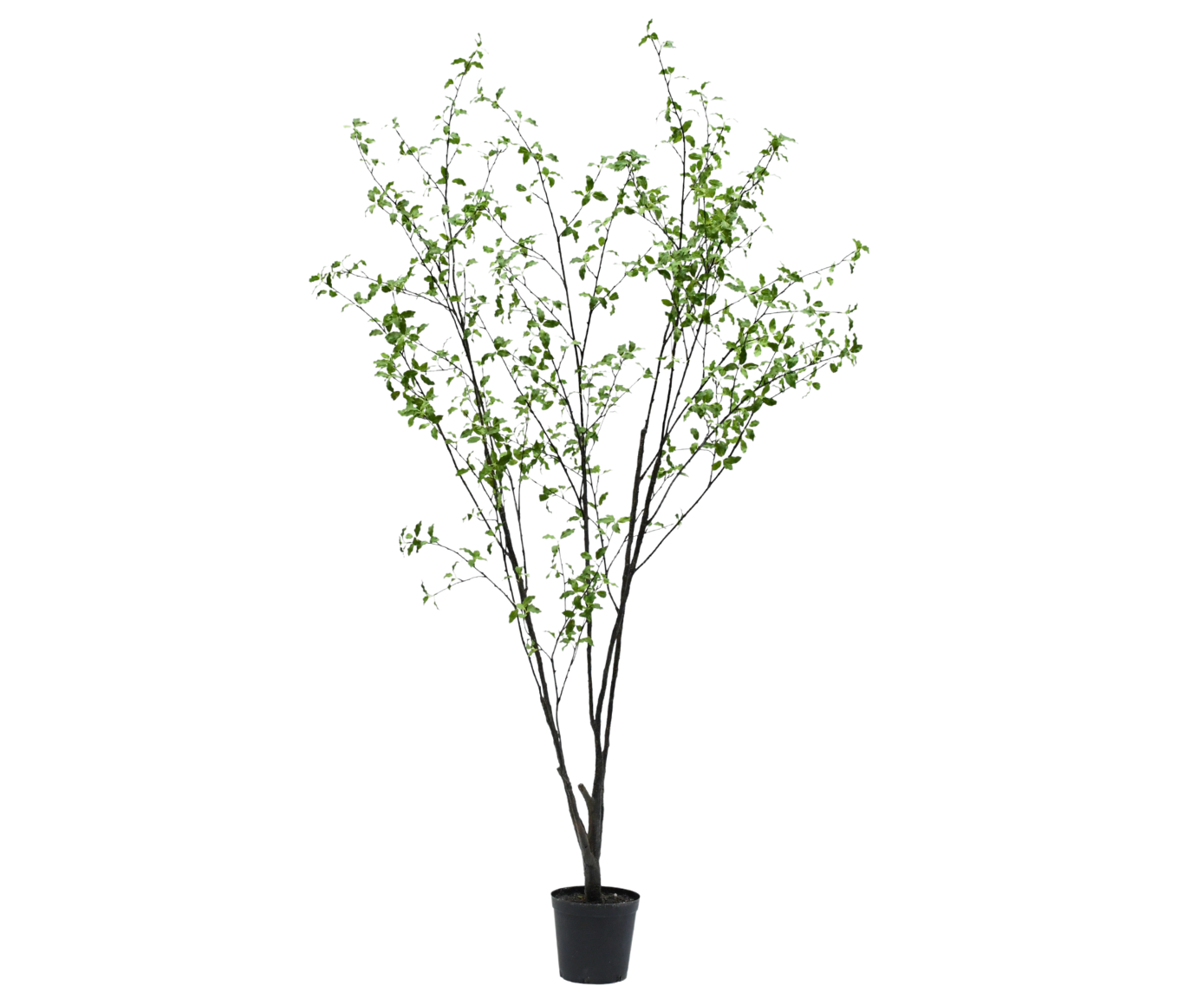 PITTOSPORUM I/POT GROEN 265 cm