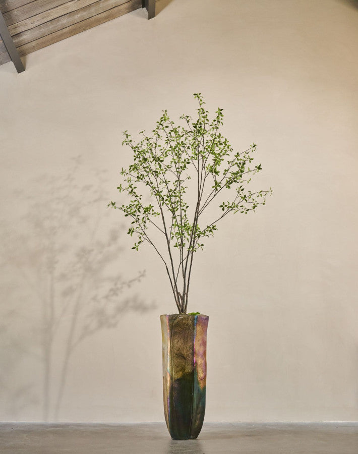 PITTOSPORUM I/POT GROEN 265 cm