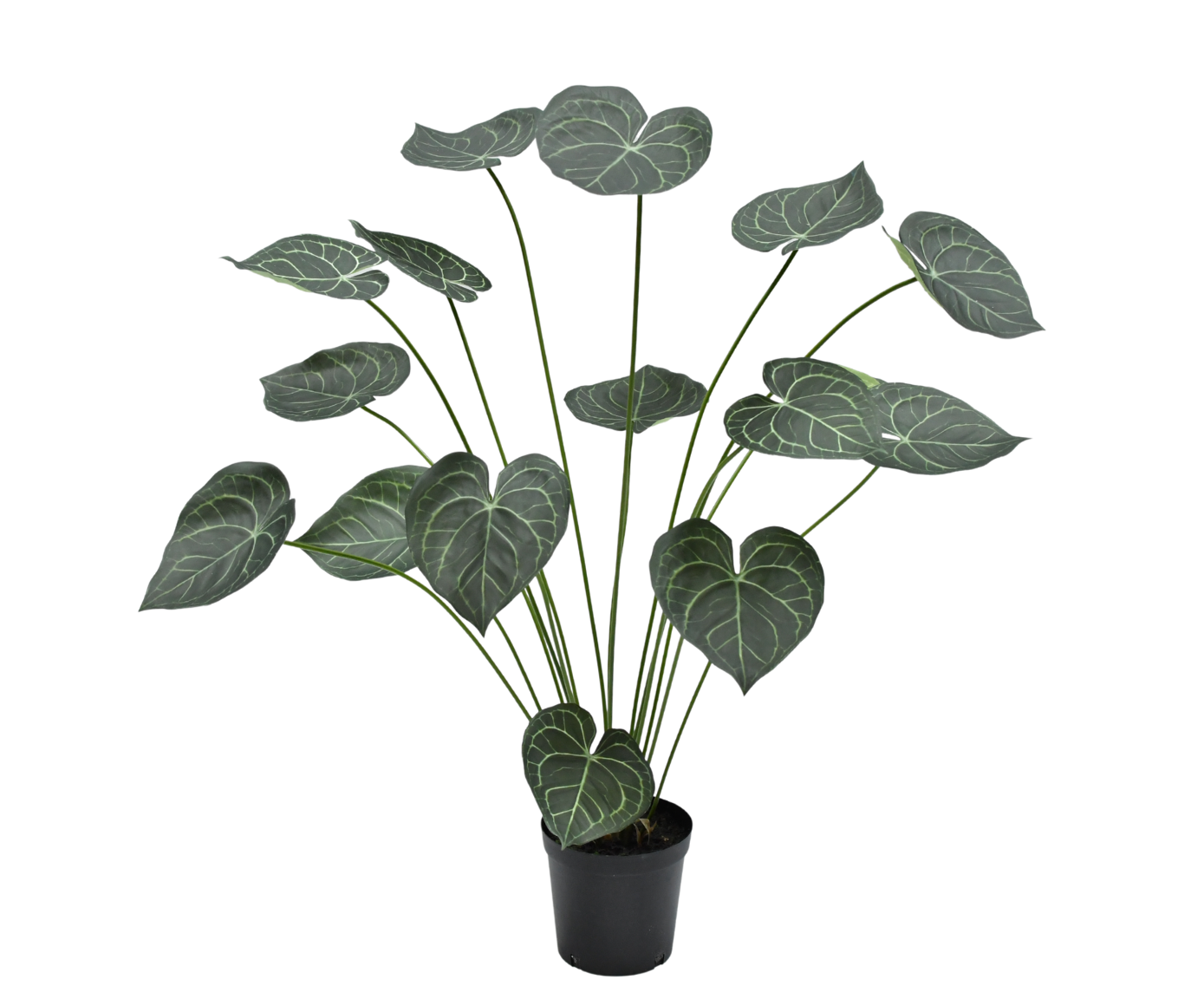 ANTHURIUM PLANT GROEN  125 cm