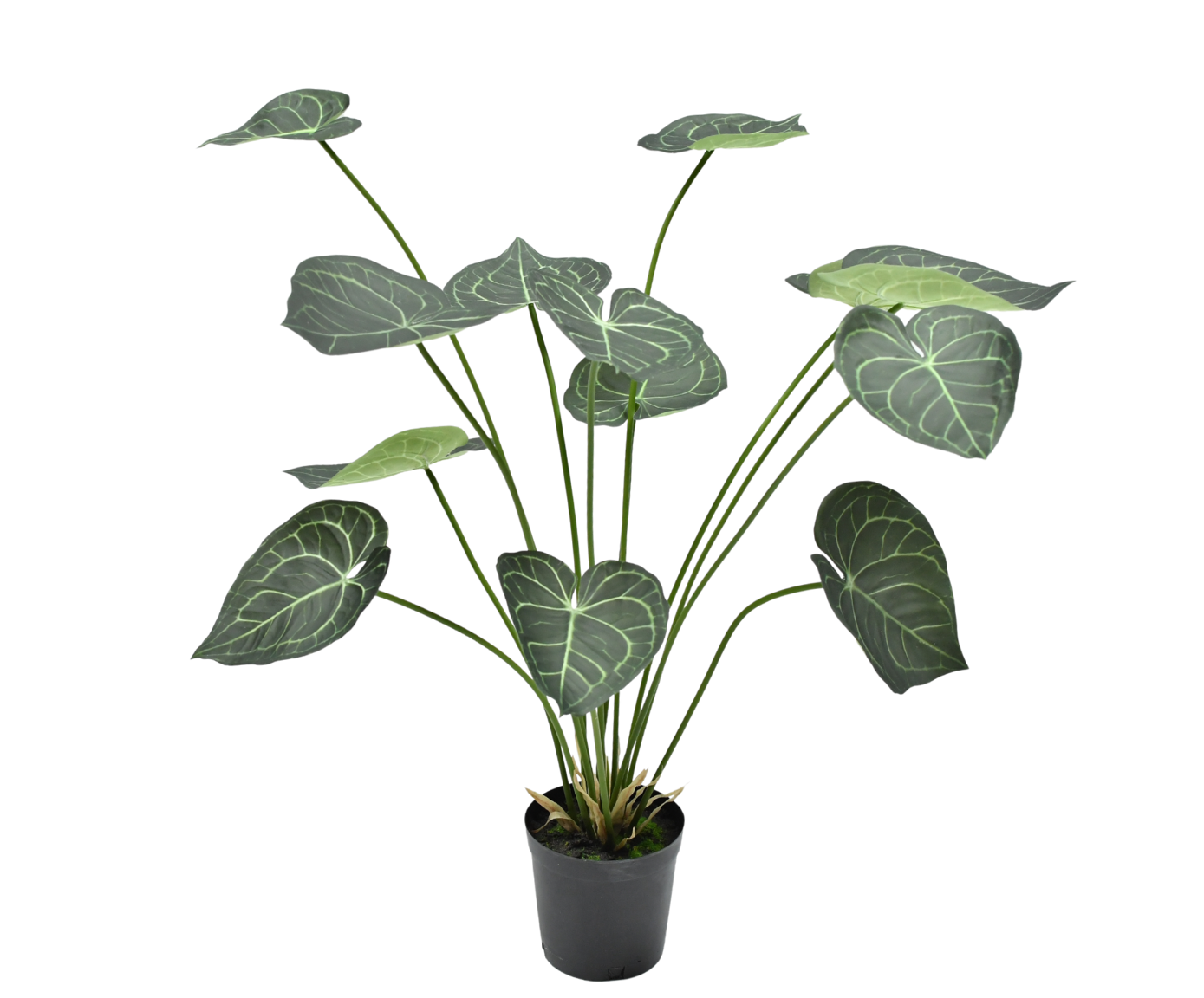 ANTHURIUM PLANT GROEN  98 cm