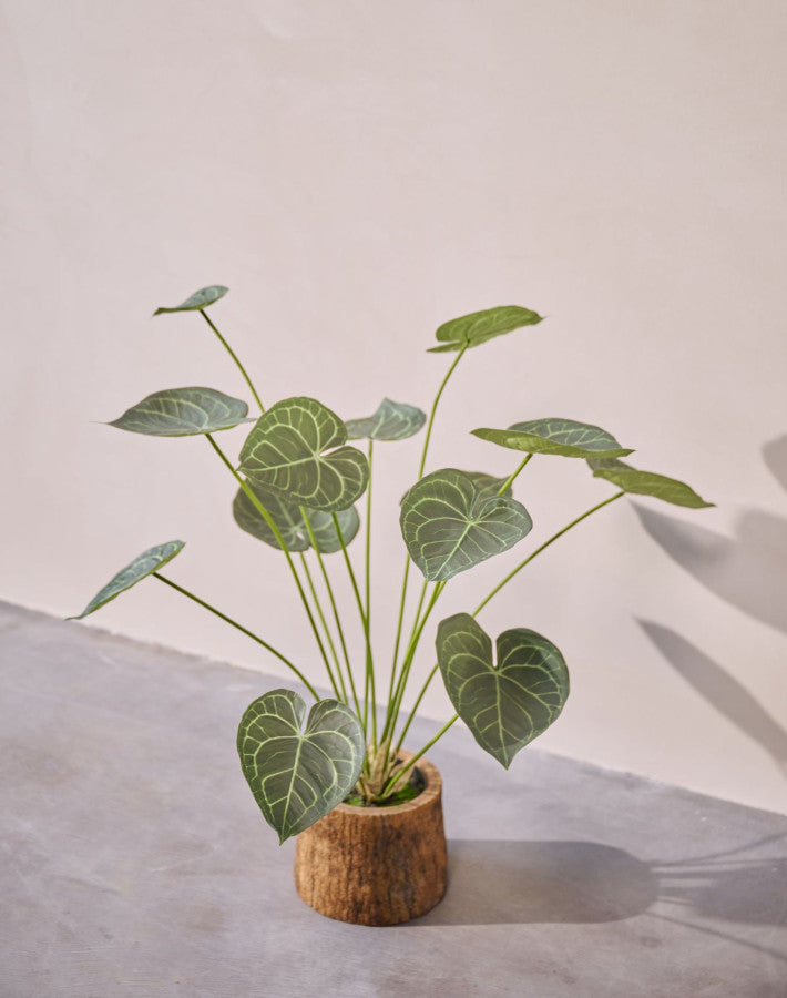 ANTHURIUM PLANT GROEN  98 cm