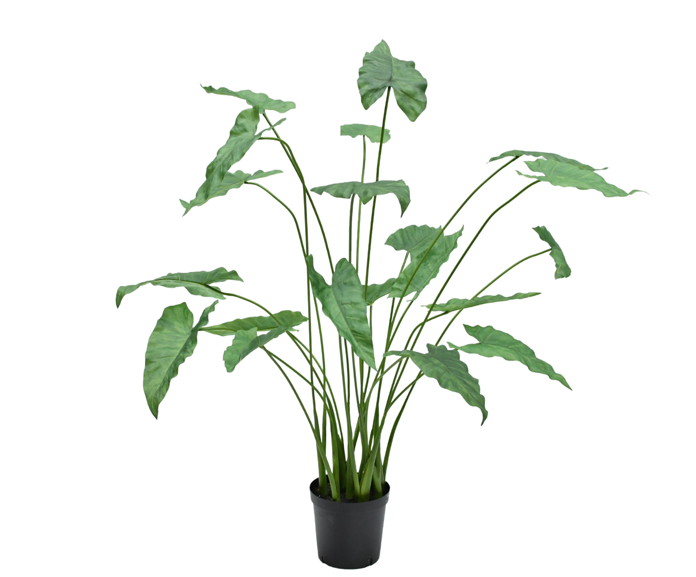 ANTHURIUM PLANT GROEN  133 cm