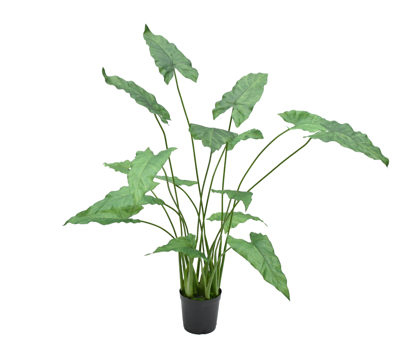 ANTHURIUM PLANT GROEN  109 cm