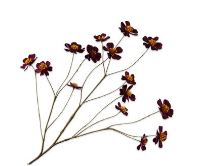 Losse zijdenbloem - Cosmos  Paars - 94 cm