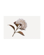 Losse zijden bloem Hortensia crème/groen 67 cm