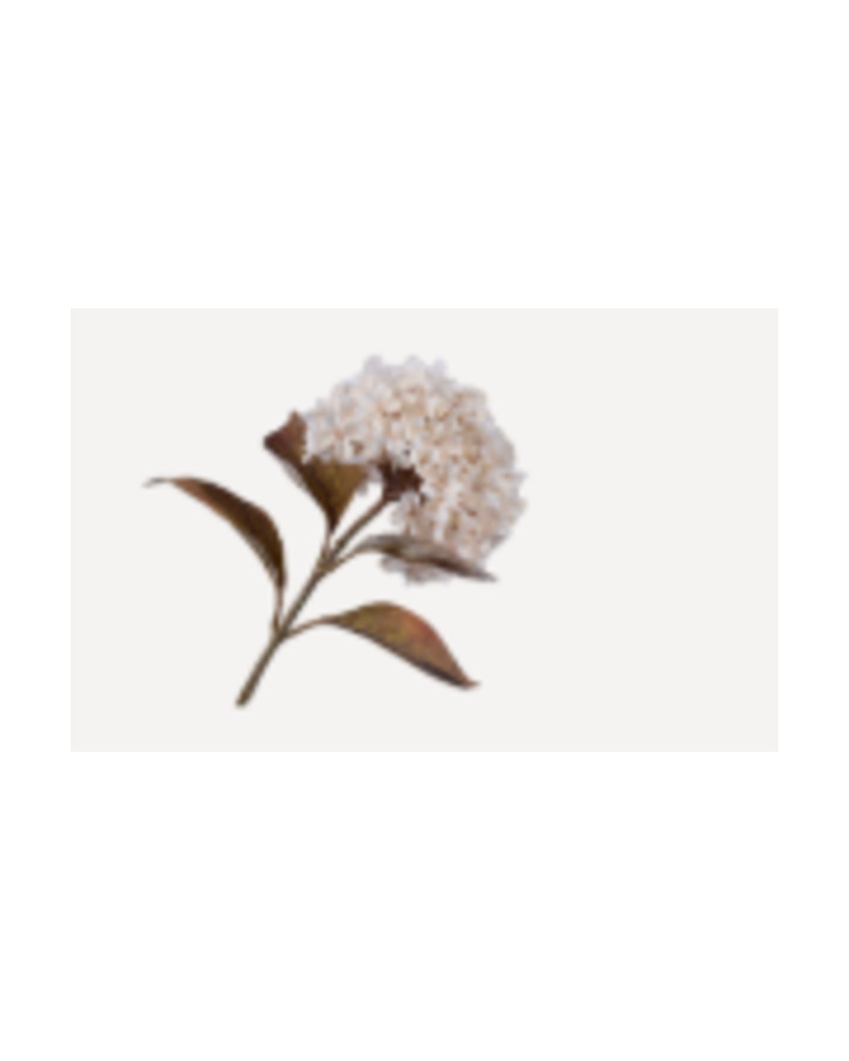 Losse zijden bloem Hortensia crème/groen 67 cm