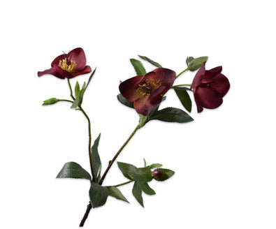 Losse zijdenbloem - Helleborus  Bordeaux - 64 cm