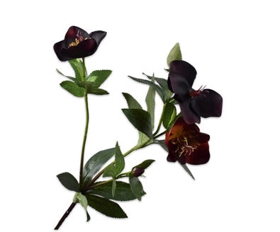 Losse zijdenbloem - Helleborus  Paars - 64 cm
