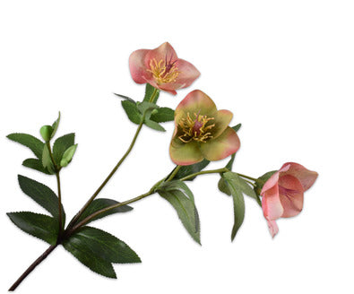 Losse zijdenbloem - Helleborus  Roze - 64 cm